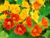 Nasturtium Flowers